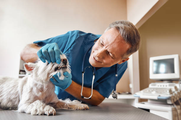 Best Emergency Dentist for Knocked-Out Tooth in Livingston, TX